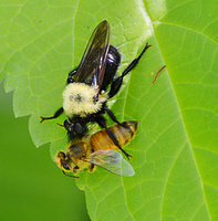[Robber Fly Meal]